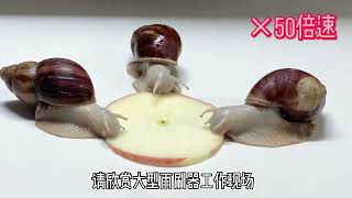 蜗牛吃苹果平安常伴我。边吃边聊最后居然让我知道了秘密#寵物 #萌寵 #蝸牛