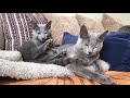 Русские голубые котята! Русская голубая Кошка!