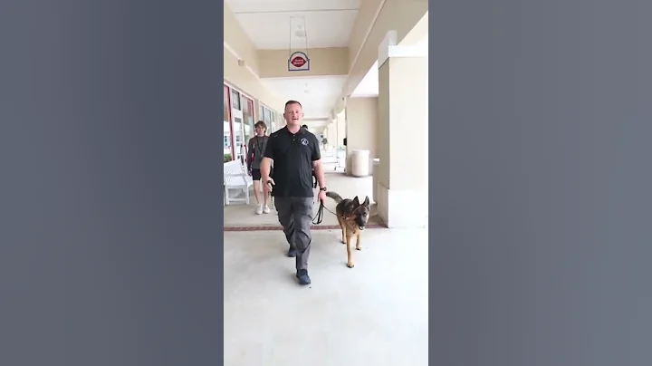 Obedience trained vs non trained dogs#germanshepherd #dogs #trained#untrained #dogtraining  #diyk9 - DayDayNews