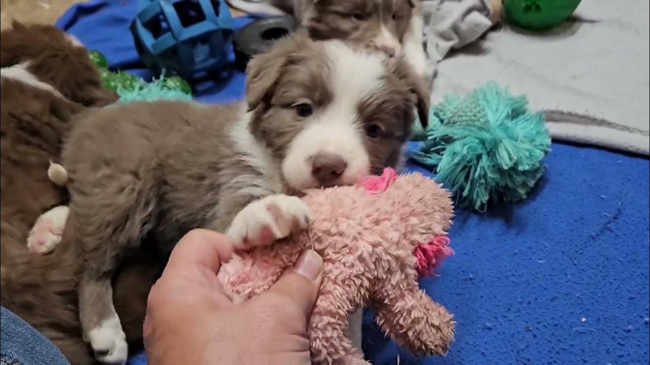 Border collies puppy for sale Lilacs and red YouTube