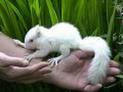 Albino Squirrel?!?? - YouTube