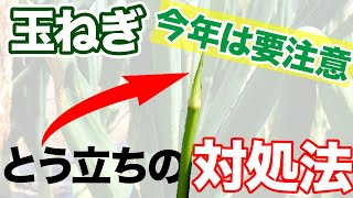 【玉ねぎ】とうだちしたら必ずこれやってください　早く気づけばまだ間に合います