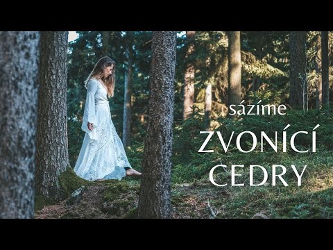 Video: Mají cedrové stromy kořenové kořeny?