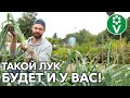 ЛУК-ПОРЕЙ ВЫРАСТЕТ ОГРОМНЫМ И СОХРАНИТСЯ ДОЛГО! Вот что для этого нужно!