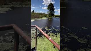 Alligator Check #florida #swamps #gator #search