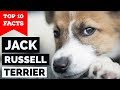 Jack Russell Terrier – Top 10 Facts (The Hollywood Dog) の動画、YouTube動画。