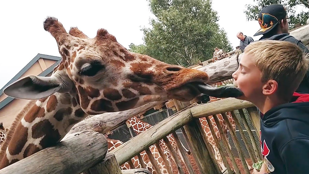 Lustige Tiere im Zoo gegen Kinder Zusammenstellung