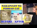 NAKAPULOT NG PERSIAN CAT II OLD SOUK SALMIYA II PINOY VLOGGERS IN KUWAIT