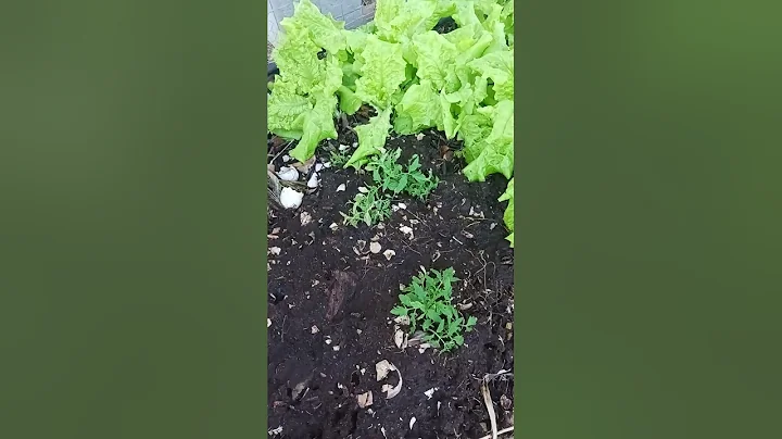 moving plants from the garage to the garden area