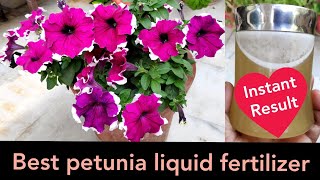 पेटूनिया प्लांट पर ज्यादा फूलों के लिए लिक्विड फ़र्टिलाइज़र, Petunia grow care n fertilizer