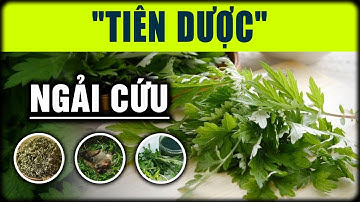 Sự thật về tác dụng của ngải cứu mà nhiều người không biết | Sống Khỏe