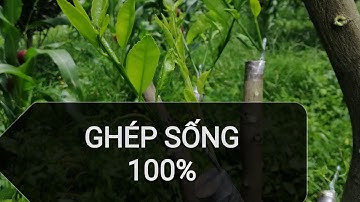 Kỹ thuật ghép chanh gốc bưởi sống 100%