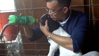 Protect Baby Rain From Slaughter With Wayne Hsiung