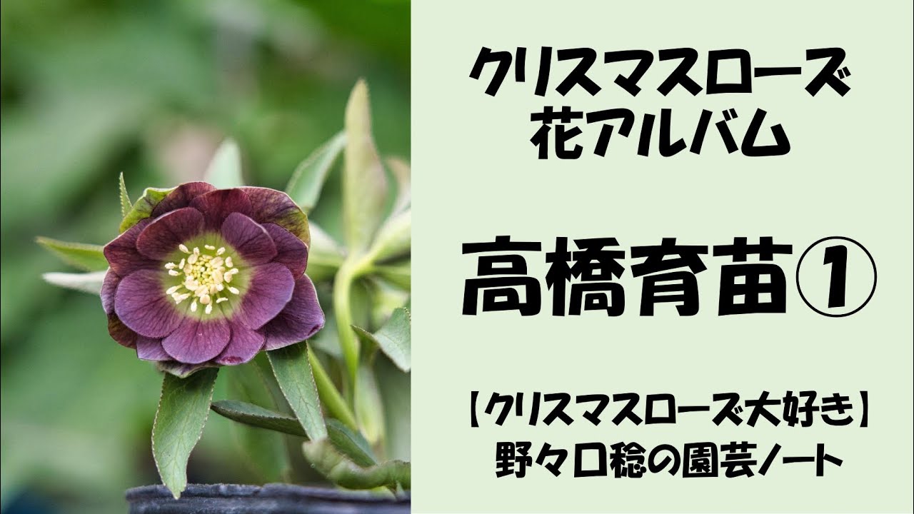 花アルバム 高橋育苗① - YouTube