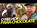 PARDO SUIÇO, A VACA QUE DA ORIGEM AOS CHOCOLATES MAIS GOSTOSOS DO MUNDO! | RICHARD RASMUSSEN