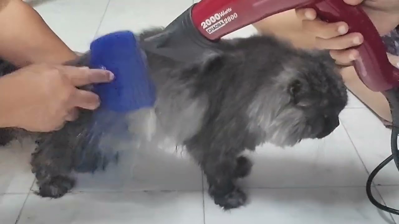 Pre-Ramzan Prep: Ghar Safai Chhodo, Pehle Meri Cat Ki  Bath! 🐱🛁