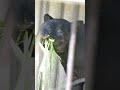 ゆったりと食事するマレーバク