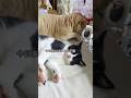 いきなり子猫が家に来たと思ったら飼い主取られて面白くない先住猫の結果