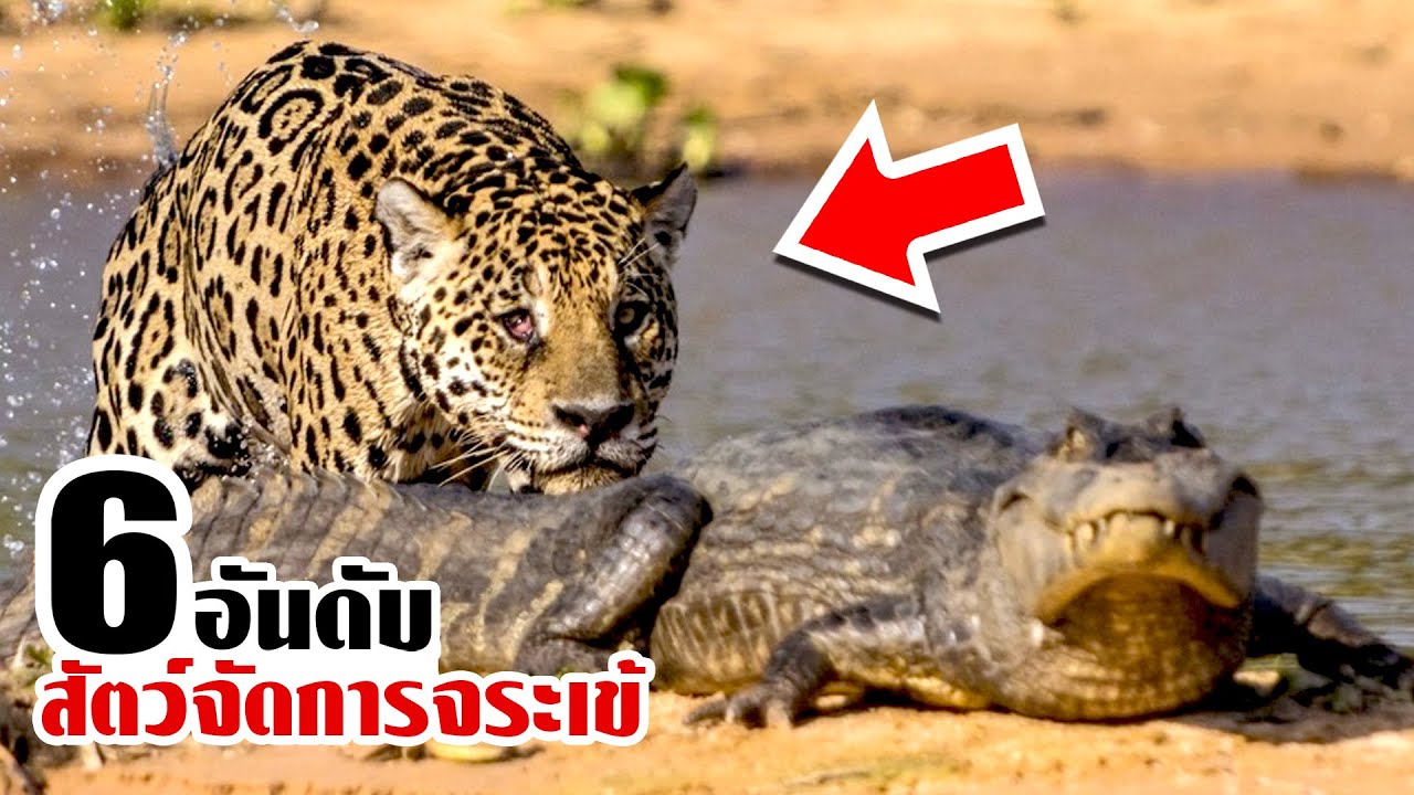 6 สัตว์ที่ฆ่าจระเข้ได้แบบไม่น่าเชื่อ!! ตำนานจระเข้ต้องจางหายไป..