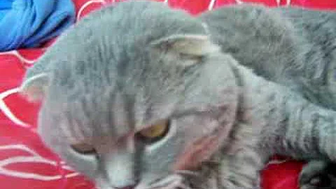 Video 7498051: scottish fold cat, tabby male, blue tabby