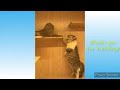 July funny cat and dogs vine compilation