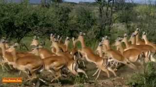 Download Lagu To Make A World Of Difference(Native American Music) MP3