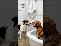 He really said 'Move over, it’s my turn!' 🧼🐶" (Best for relatability)