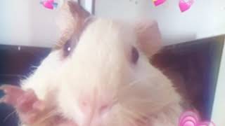 Summerboy - my Guinea pig edit