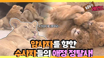 동물 농장 사자 동물 농장 사자