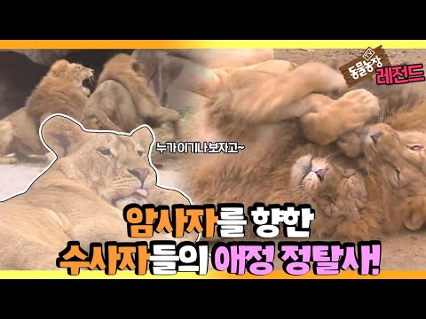 [TV 동물농장 레전드] ‘희대의 요녀 <strong>등장</strong>! 혼란의 사파리’ 풀버전 다시보기 I TV동물농장 (Animal Farm) | SBS <strong>Story</strong>
