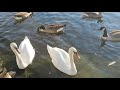 1 Hour of Ducks & Birds Sound || Ducks swimming and Quacking loud || Ducks & Birds Sound Effects