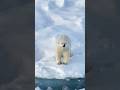 🥶🥶🥶Dinginnya kutub bukan masalah #animals #bear
