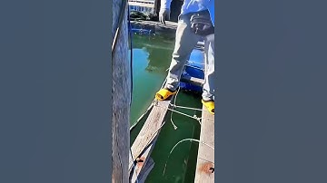 Đụng Em Cá Dò To Chạy Phê 🥰-Tập cuối |Câu Cá Trên Làng Bè Đảo Long Sơn #seafishing #fishing #shorts