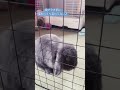 ♡今日も元気にモフモフ♡【前世でもあってたよ】きっと姿がうさぎになっただけさ。。。【少し怖い】