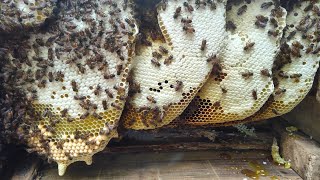 Musim pecah koloni merupakan waktu yang tepat untuk berburu lebah apis cerana.