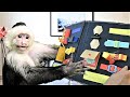 Brother Sent Busy Board To Lillian And She LOVES It! | Capuchin Monkey | Pet Monkey