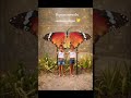 📸💛🏞️ #feed #shortvideo   #video #shorts  #fyp #fypp #viral #feed #short #rj #youtube #fypp #nature