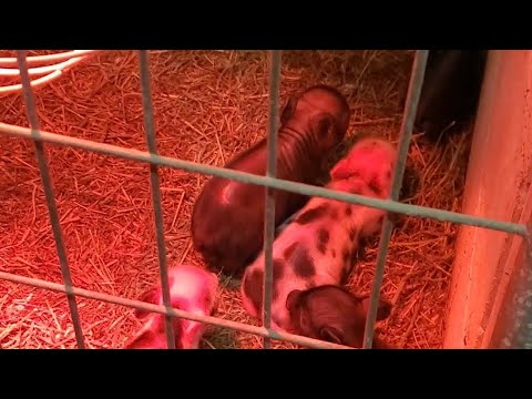 Piglet Kune Update, Farm chores in the Rain this early April