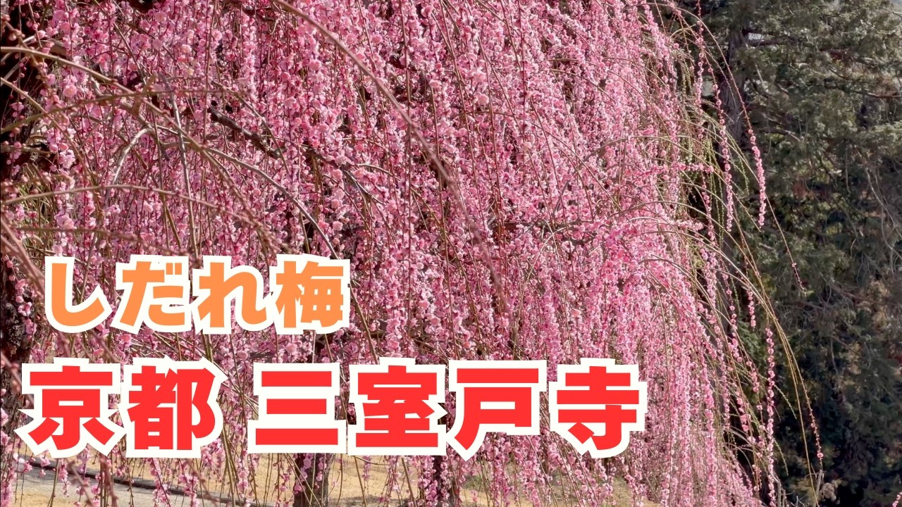 京都の梅 2026｜三室戸寺のしだれ梅 5分咲の様子を4Kで収録 Kyoto Mimuroto Temple plum blossoms