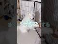 お水のねだり方が可愛いサモエド #samoyed #大型犬 #
