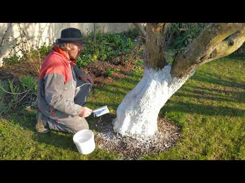 Vidéo: Blanchir les arbres en automne : pourquoi et comment le faire