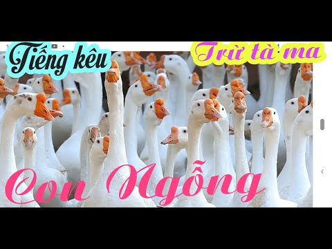Video NUÔI CON NGỖNG CÓ TIẾNG KÊU TRỪ TÀ CÓ LỢI CHO GIA ĐÌNH... - youtube