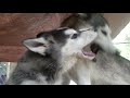 Mother and Daughter Husky Bonding