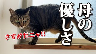 2階の別居猫のために母が見せた優しさがこちら！ by Cute kitten（双子の子猫のわんぱく日記） 6,661 views 13 days ago 8 minutes, 10 seconds