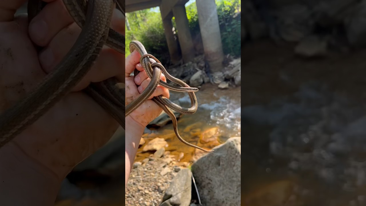 I flipped 8 things and found a lot of snakes 🐍