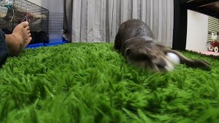Otter Aty that slides in the room [Otter life Day 130] 部屋を滑るカワウソ