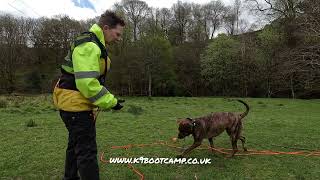 recall and impulse control, Rottie x, Aurora by K9 boot camp, Andi Jackson 63 views 2 days ago 8 minutes, 13 seconds