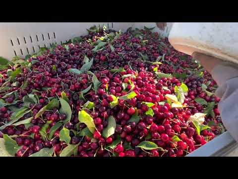 Video: Coral Champagne Cherry Info: Growing A Cherry 'Coral Champagne' Variety