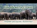 16. "Как убежали слоны" - детский христианский рассказ. Новая рубрика - Детская страничка