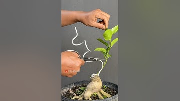 Snake Style, Simple and very cool